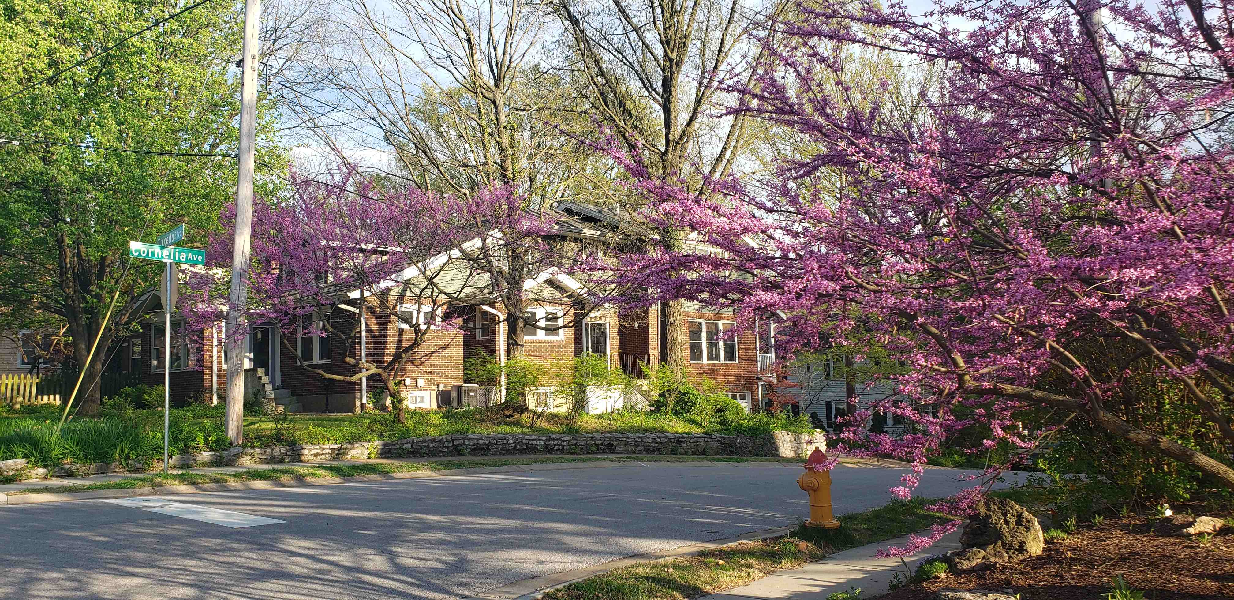 2020-04-08 Tuxeila redbuds1.jpg